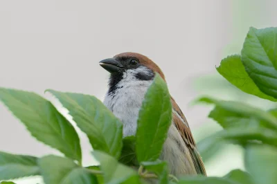 LoopyMajestic - #fotografia #nikon #chwalesie #tworczoscwlasna #ptaszkowpis #pokazpta...