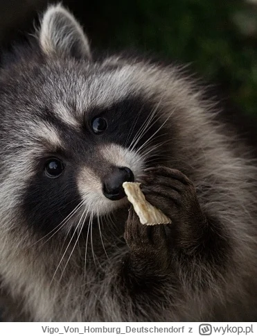 VigoVonHomburgDeutschendorf - - UwU, wat dis?_
#szopeknadzis