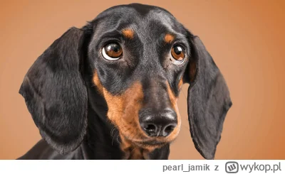 pearl_jamik - Stop. Jamnika czas.