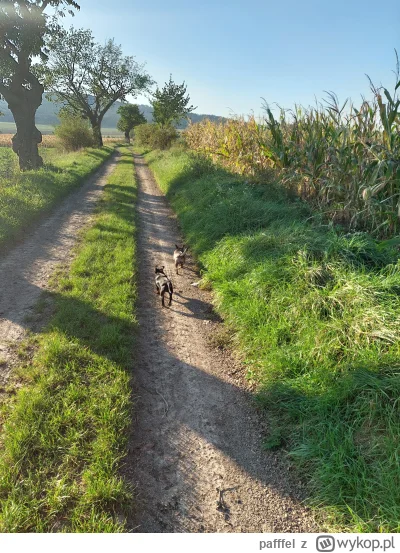 pafffel - Spacerek z psami