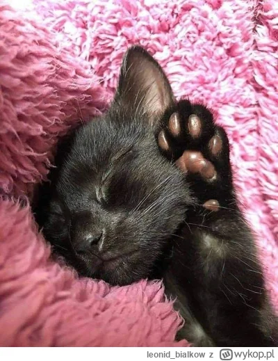 leonidbialkow - @CorvusFrugilagus: cze dla latajoncego