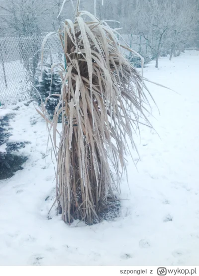 szpongiel - >ale wiadomo, jest gorzej niż wtedy

@xyzzy: