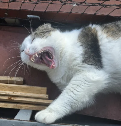 Solsith - #pokazkota #spaslak standardowo ( ͡° ͜ʖ ͡°)