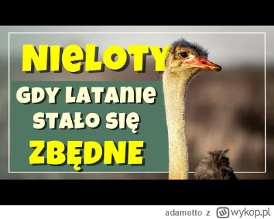 adametto - Czy ptak, który nie lata, traci swoje wyjątkowe miejsce w naturze? Okazuje...