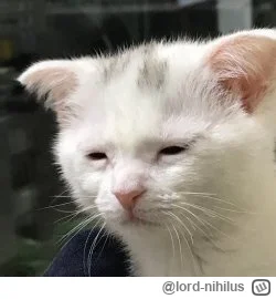 lord-nihilus - >Postanowiłem o nia zawalczyć