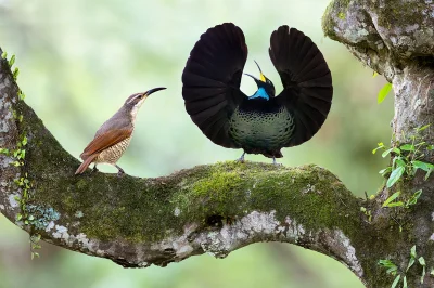 Lifelike - Ozdobnik rajski (Ptiloris paradiseus) [samica i samiec]
Autor
#photoexplor...