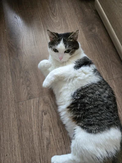 Solsith - #pokazkota nie wyspany #spaslak ヽ( ͠°෴ °)ﾉ