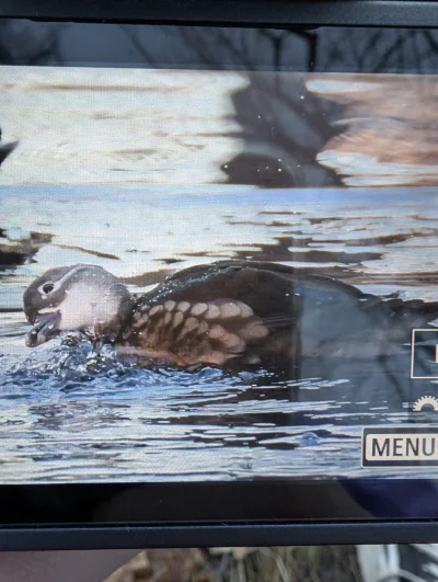 s.....n - Samica mandarynki pojawiła się w parku (｡◕‿‿◕｡)
#ptasiewybryki