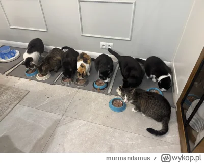 murmandamus - #pokazkota 

Kochane futra. Czas posiłku nadszedł.