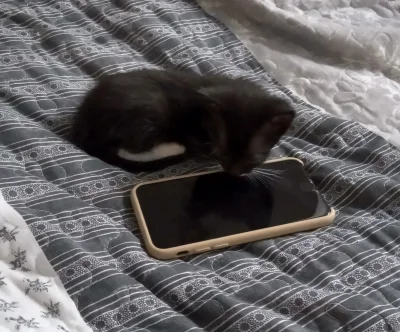 straszny_cham - #pokazkota #kotek #smiesznypiesek