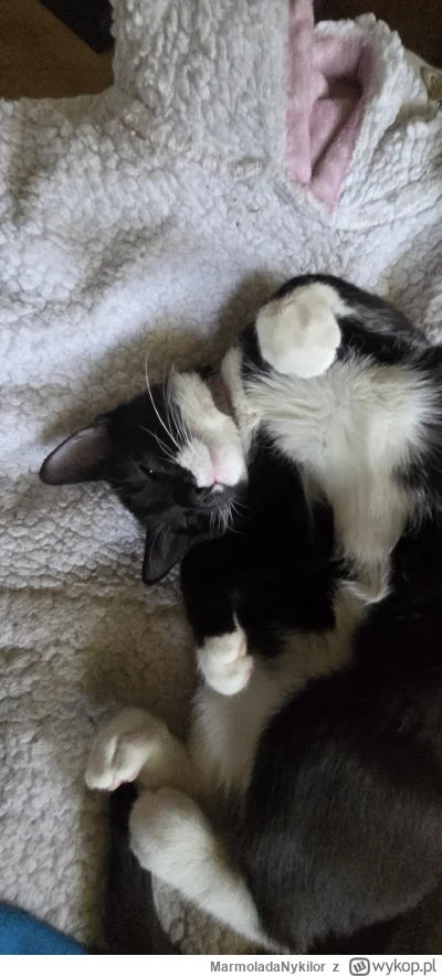 MarmoladaNykilor - @MarmoladaNykilor: