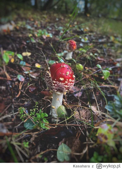 Kasahara - Dziś zamiast treningu było cardio po lesie i leśny trip. Ładne to to, ale ...