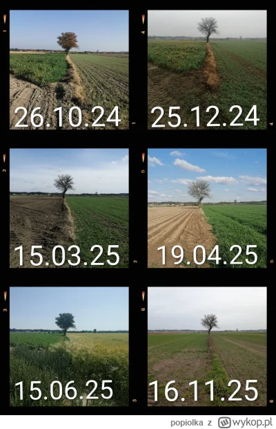 popiolka - Robię zdjęcia drzewu, które mijam podczas spaceru. Dziś jest już przeszło ...