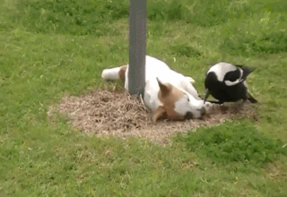 Corvus_Frugilagus - Dobranoc wszystkim i życzę miłego poniedziałku.