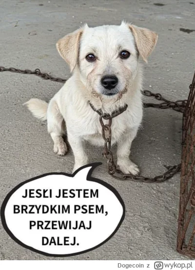 Dogecoin - Jak potraktujesz ten obrazek tak pójdzie ci w następnym tygodniu