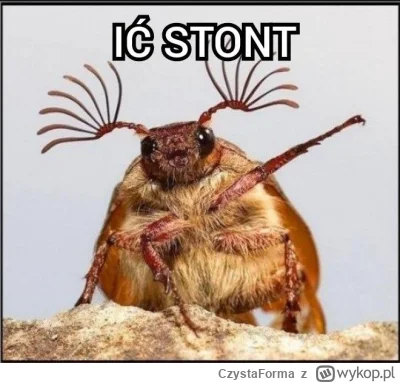 CzystaForma - >używając tego określenia jako obelgi,

@Eponhall: ty chyba masz ciężki...