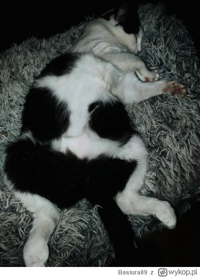 Basiura89 - Wstydu nie ma łachudra futrzasta ( ͡º ͜ʖ͡º)
#kot #koty #kitku #pokazkota