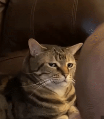 Timer_555 - #przegryw