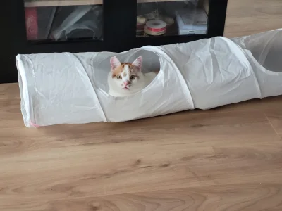 RicoElectrico - Peryskopowaaaa!
#pokazkota #smiesznekotki #kitku