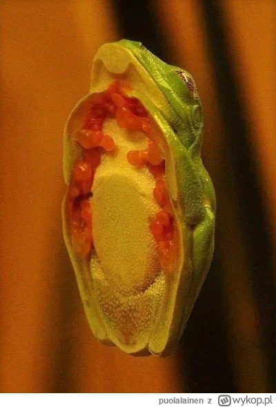 puolalainen - @GARN: rzeKOTKA