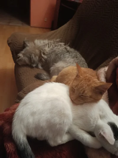 Grzesznik01 - Ekipa się pospala xD
#pokazkota #pieseczkizprzypadku #koty