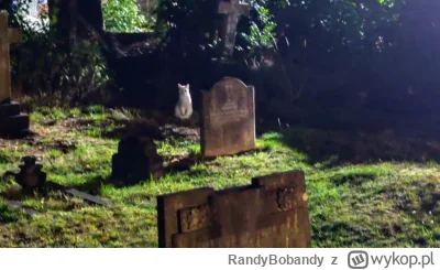 RandyBobandy - @langer: Kiedyś taką białą zjawę spotkałem (｡◕‿‿◕｡)