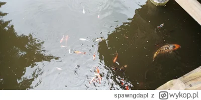 spawngdapl - #rypki  #ryby #rybeczki 
Takie karpie mam w oczku wodnym niedaleko.
Czy ...