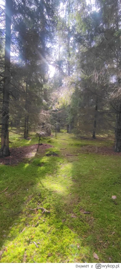 Dejwid1 - Szybciej tu elfy znajdę niż grzyby ( ͡° ͜ʖ ͡°)

#las #grzyby #niedziela