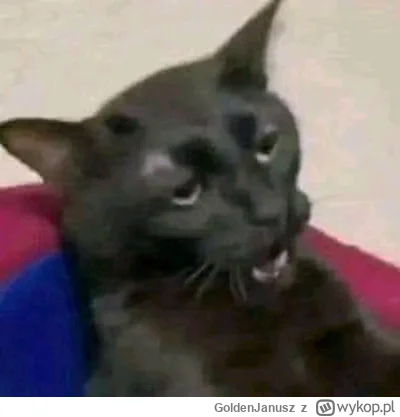 GoldenJanusz - kuuurw
#przegryw