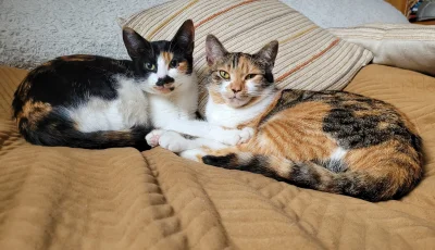 StraznikWiecznosci - Sisters forever (｡◕‿‿◕｡)

#pokazkota #koty