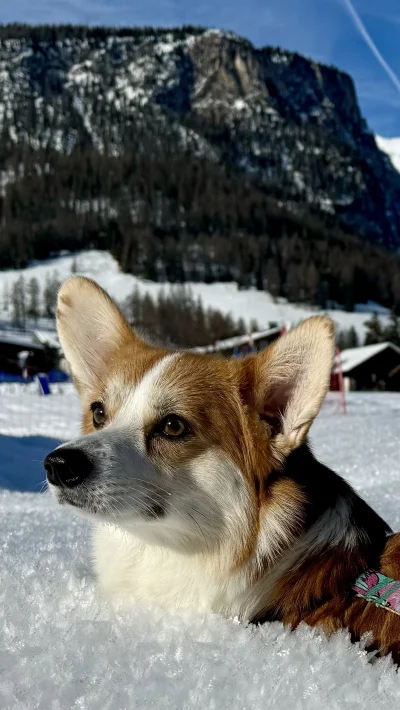 janusz_glazurnik - Pies śnieżny #pokazpsa #z-------------j #bakus