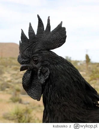 kubusko - @essensey: