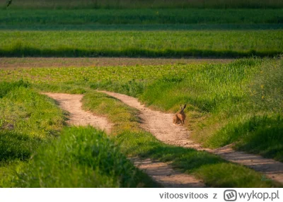 vitoosvitoos - Zajoooonce dopisały.

#comisienawineloprzedobiektyw