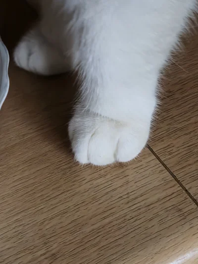 finalsolution77 - #stopy #st00pki #kot #pokazkota