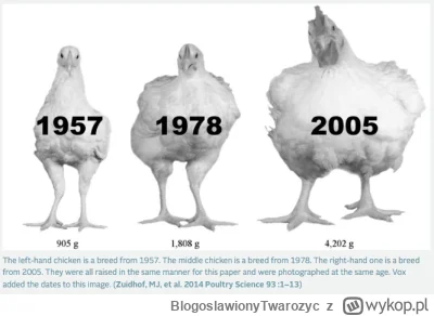 BlogoslawionyTwarozyc - Ot, taka ciekawostka jak nam urosły kurczaki hodowane w celac...