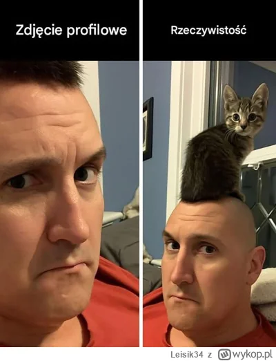 Leisik34 - #heheszki #humorobrazkowy #koty