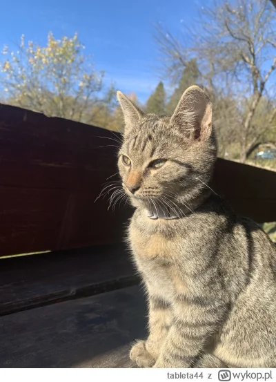 tableta44 - @Ziemeck z Koliby? Jak byłem w październiku to został im jeden i go sobie...