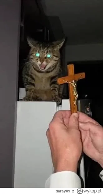 daray89 - #codziennykotopetany #dziwnekotki