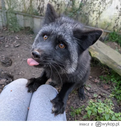 iniacz - @R4zziell Jaga pozdrawia!