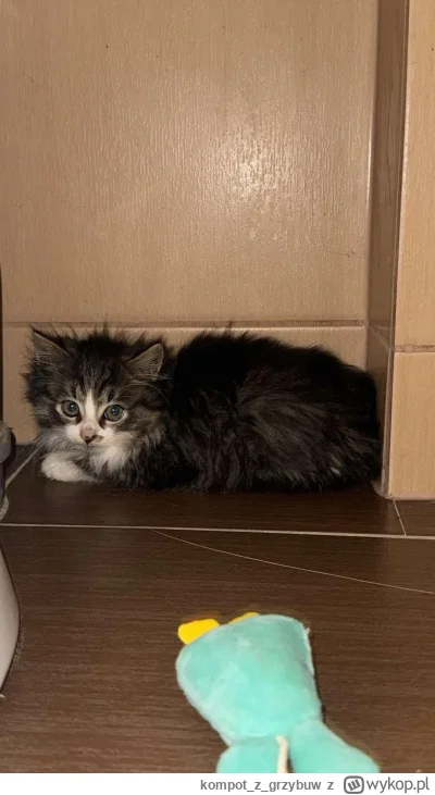 kompotzgrzybuw - Bogdan od wczoraj w domu, już daje się głaskać ale syczy od czasu do...
