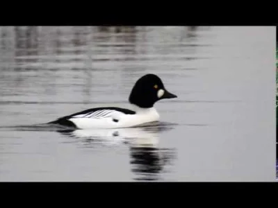 Kotouak - @DziecizChoroszczy