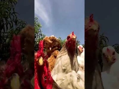 ZamaskowanyTajemniczySzachista - #przegryw