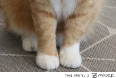 twoj_starrry - Zawsze mnie bawi jak widzę łapki mojego #kitku że ma nierówne te swoje...