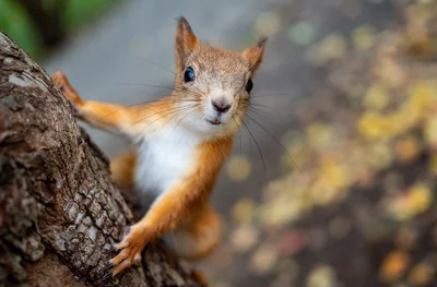 Mr3nKi - @Aokx: Wiewiórka