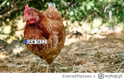 EsteradThyssen - Wyciekło zdjęcie pierwszej zarejestrowanej kury