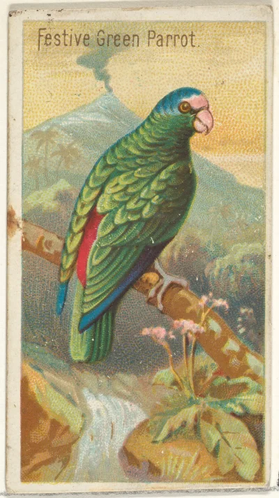 Loskamilos1 - Na koniec poludniowoamerykańska papuga, amazonka czerwonoczelna.

#necr...