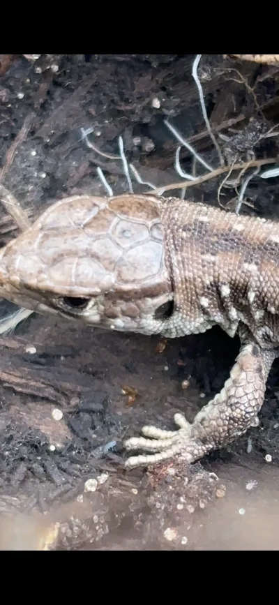KapitanKam - Kadr z filmiku ( telefon lepiej sobie radzi z video niż z zdjęciami). Ch...