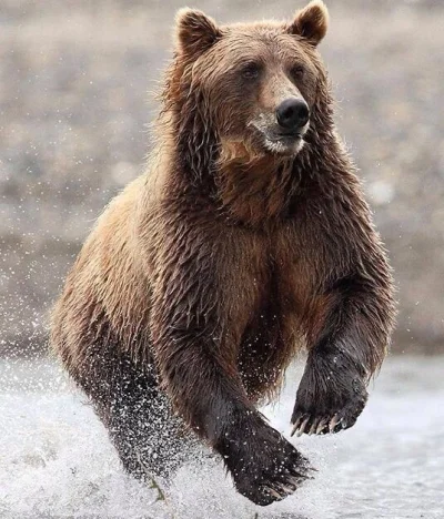 dodi-lukebakio - #f1 #codziennyolliebearman
Ahh ten poranny pośpiech ^ ^