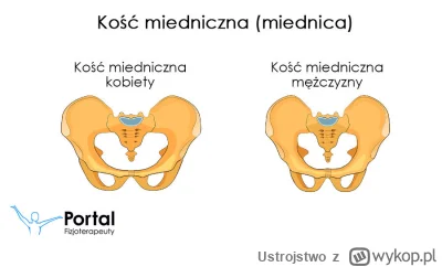 Ustrojstwo - Są tylko dwie płcie