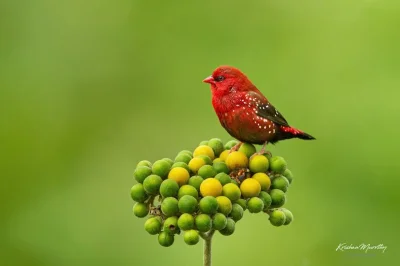 Lifelike - Bengalik czerwony (Amandava amandava)
Autor
#photoexplorer #fotografia #or...